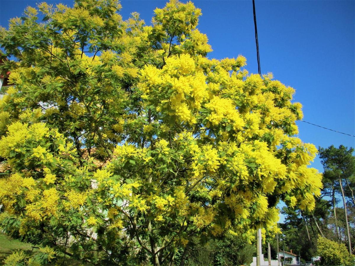 Mer A 200M,,Ds Les Mimosas En Fleur ! רונס-לה-באן מראה חיצוני תמונה